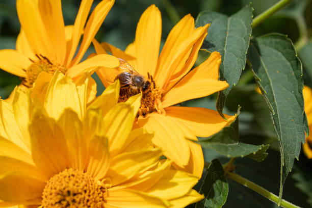 a field with yellow flowers and green leaves against a blue sky. a bee is sitting on a flower