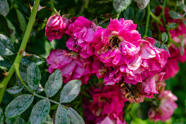 istock Pink roses in the garden. 2167353928