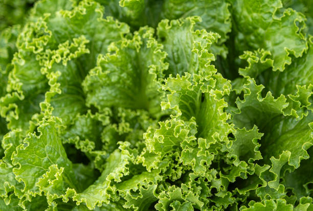 Close-up of lettuce