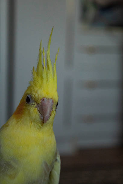 istock Yellow and gray parrot 2167354134