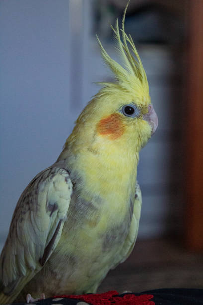istock Yellow and gray parrot 2167354146