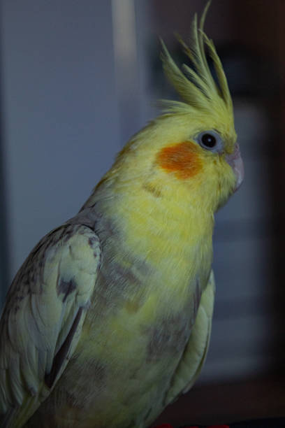 istock Yellow and gray parrot 2167354168