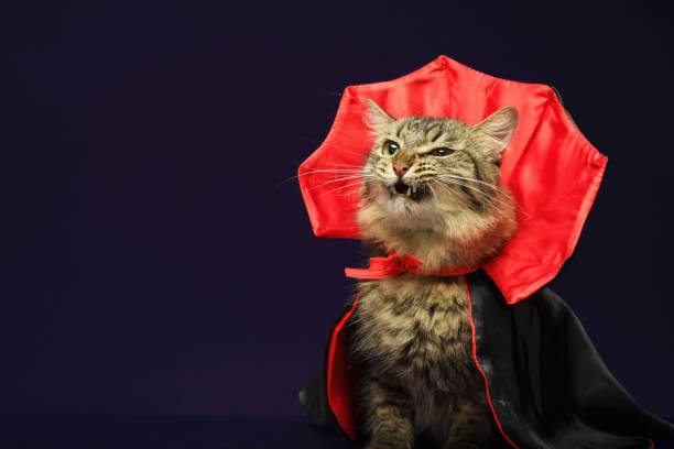 istock Cat in vampire costume for Halloween celebration. Purple background with copy space. 2167355403
