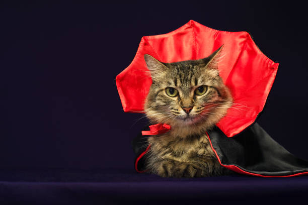 istock Cat in vampire costume for Halloween celebration. Purple background with copy space. 2167355415