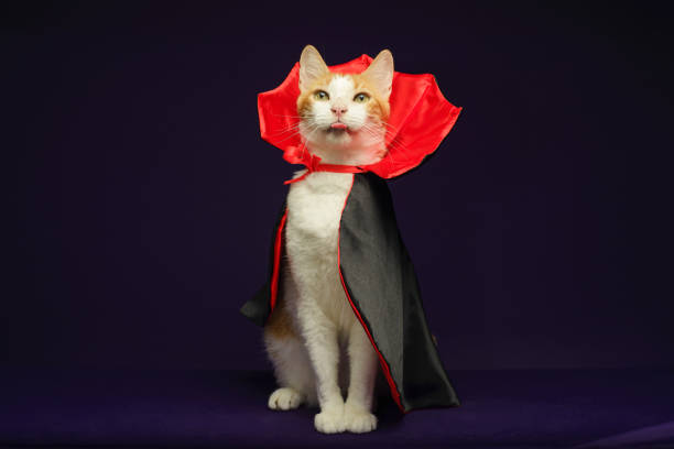 istock Cat in vampire costume for Halloween celebration. Purple background with copy space. 2167355428