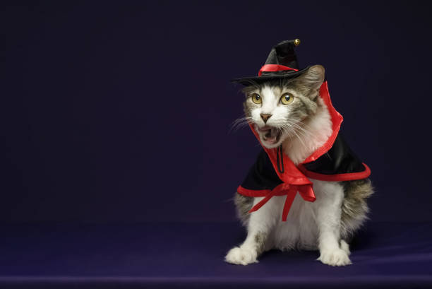 istock Cat in witch costume for Halloween celebration. Purple background with copy space. 2167355431