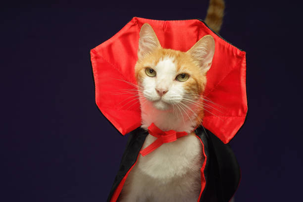 istock Cat in vampire costume for Halloween celebration. Purple background with copy space. 2167355433
