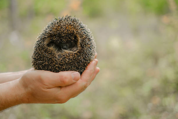 Hedgehog in nature