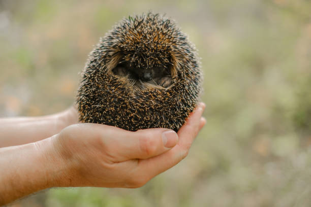 istock Forest hedgehog in male hands on a blurred forest background.hedgehog curled up in the hands of a man. Prickly gray hedgehog close-up. Forest animals 2167356785