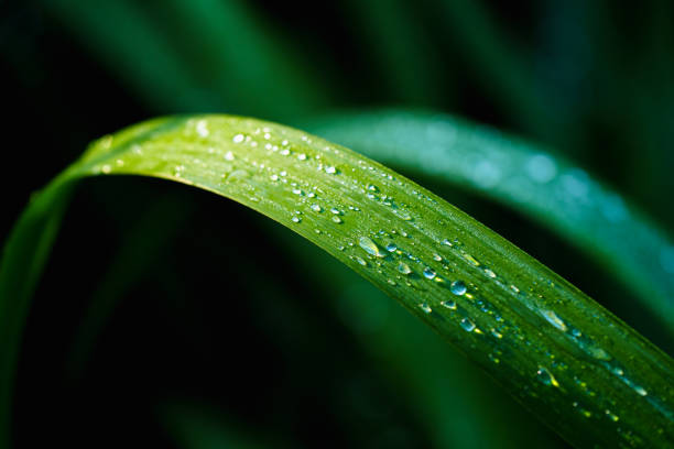 istock Morning dew on green grass leaves in sunlight 2167357136