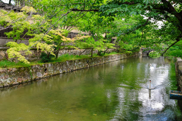 istock Geese swimming in Kurashiki Canal in summer 2167357372