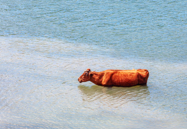 Cow standing in the river water. Brown cow cools off in the water during the summer