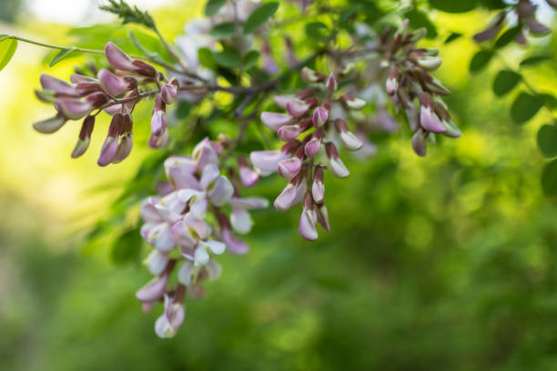 Wisteria plant
