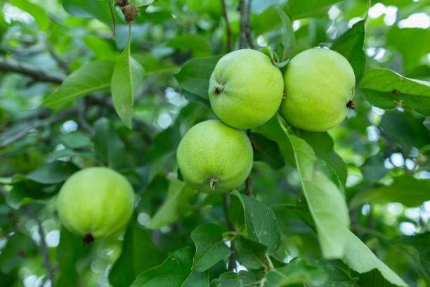 istock Ripe green apples on a tree in a garden. Apple tree 2167358127