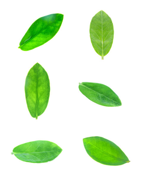 istock Green leaves set isolated on white background. 2167358292