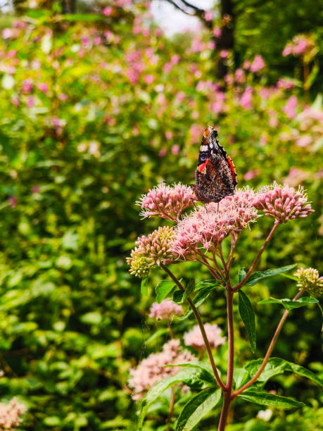 istock Butterfly om a pink flower 2167358552