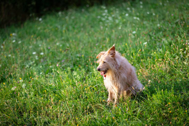 Dog is sittin on grass at backyard.