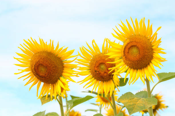 Sunflowers are blooming and light from the sun on a clear day and have copy space.