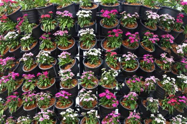 istock Colorful flowers are blooming in pots.. 2167361090