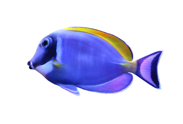 Acanthurus leucosternon fish isolated on white background and have clipping paths.