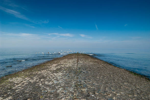 Breakwaters driven into the seabed protect coastlines from the destructive effects of sea waves, and seagulls often use them to sit on them, as seen here in Ustronie Morskie, Poland.