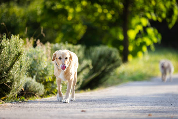 Domestic dog is walking on hill.