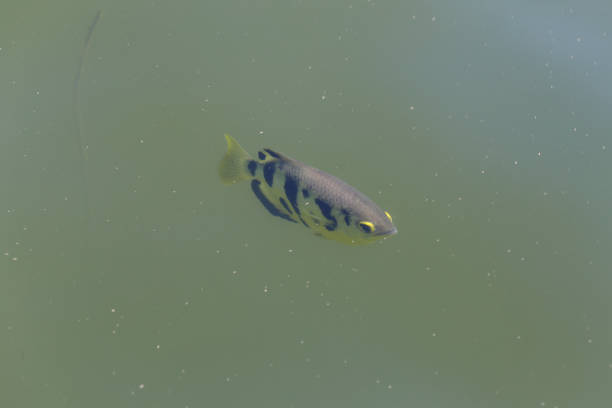 Archer fish or Tiger fish swimming in the river and have copy space for design in you work concept.