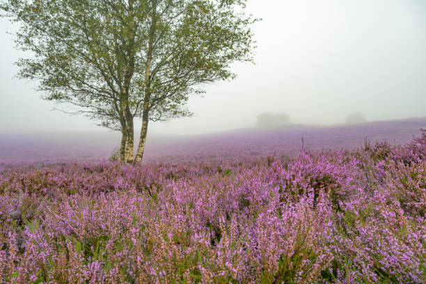 Sunrise over a heather landscape
