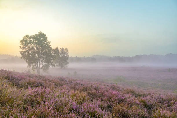 istock Sunrise over a heather landscape 2167364810