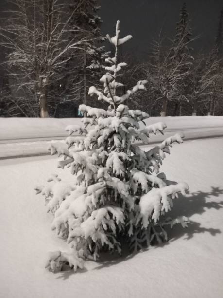 Merry Christmas! Christmas tree outside snowfall in the moonlight. Beautiful Christmas background. Fairy tale.