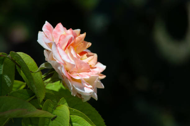 Espectacular Rosa rosada, amarilla, roja de floribunda en un rosal de un parque de Valdemoro, Madrid