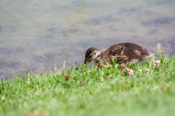 Simpático ánade o pato real comiendo brotes del césped