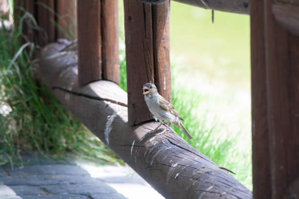istock Sparrow perched on wooden railing 2167368597