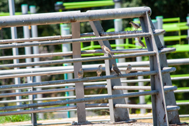 istock Several birds perched on a metal fence 2167368687
