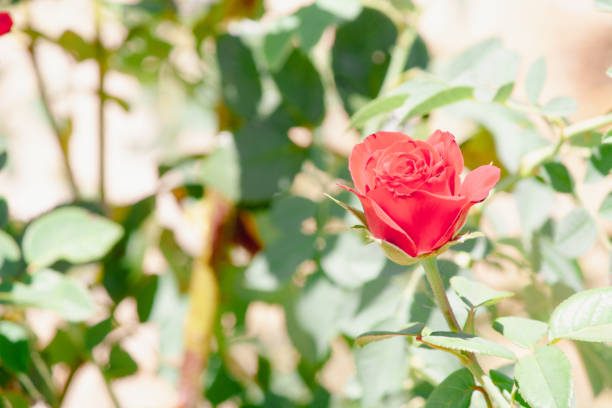 Hermosa rosa floribunda roja en un parque de Valdemoro, Madrid.