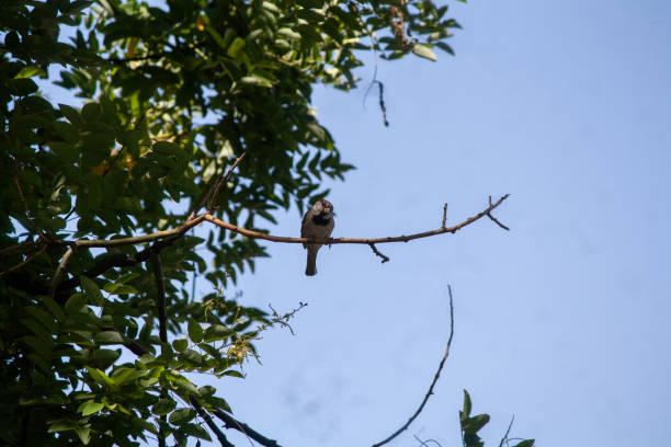 istock Bird perched on branch of false acacia from Japan 2167368740