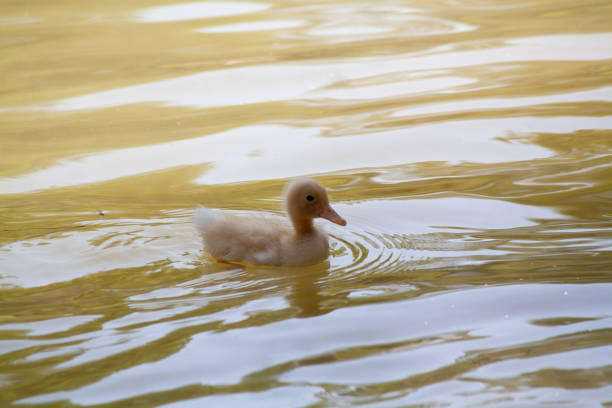 Ánade o pato amarillo juvenil en un lago en Valdemoro, Madrid.