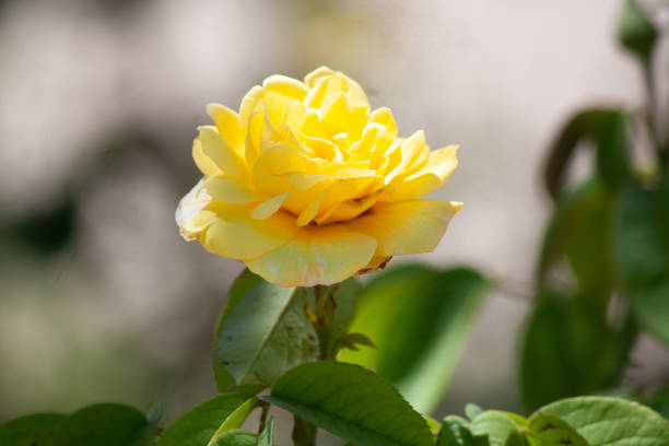 Bella rosa floribunda amarilla en rosaleda de una plaza de Valdemoro, Madrid.