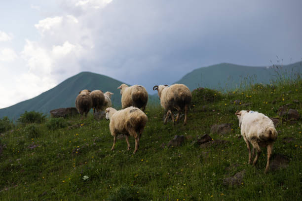 istock Sheeps high in the mountains 2167369382