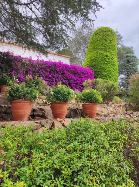 istock flowers and plants in the garden 2167369529