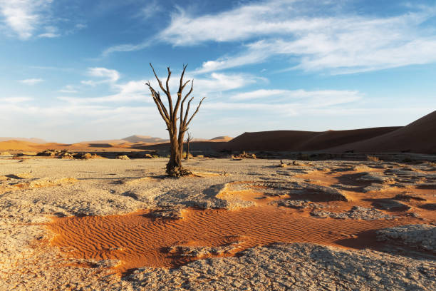 istock Dead Camelthorn Trees at sunrise 2167370992
