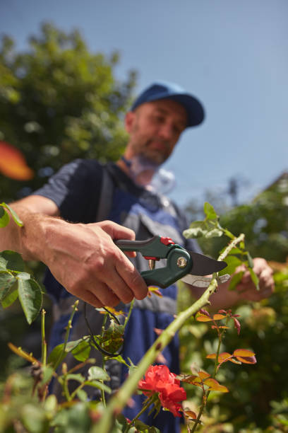 istock Gardener using pruning shears, taking care of roses, plants and other flowers. 2167371015