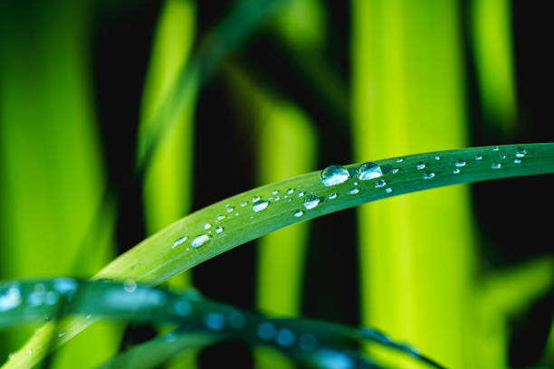 In the morning, there are many crystal-like dew on green grass leaves in sunlight. Because of the sunbeam, the picture shows the contrast of light and shade, which adds extra beauty of nature.