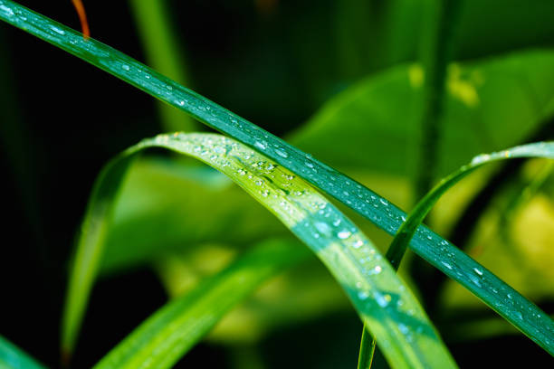 In the morning, there are many crystal-like dew on green grass leaves in sunlight. Because of the sunbeam, the picture shows the contrast of light and shade, which adds extra beauty of nature.