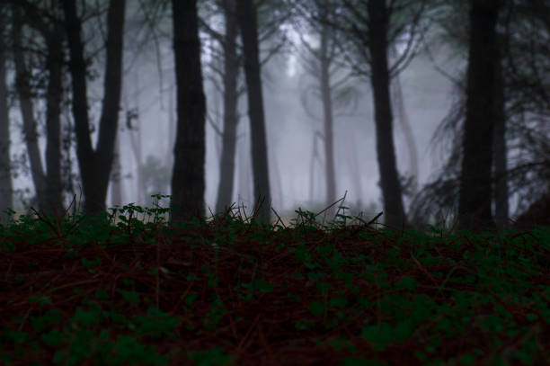 Close-up of the middle section of tall pine trees in a foggy forest at dusk.