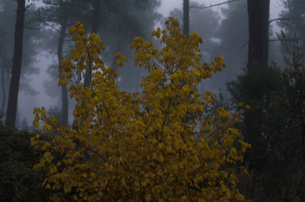 forest landscape on an autumn cloudy wet day in spain