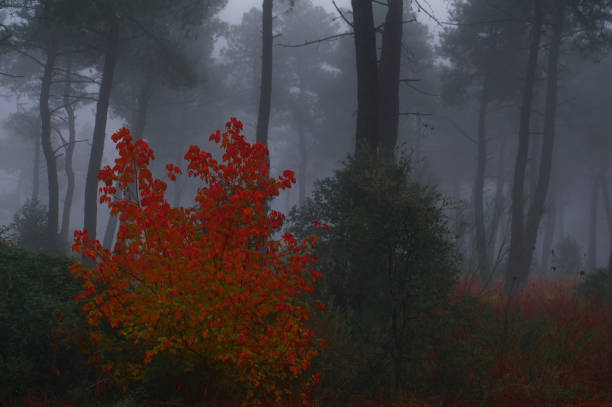forest landscape on an autumn cloudy wet day in spain