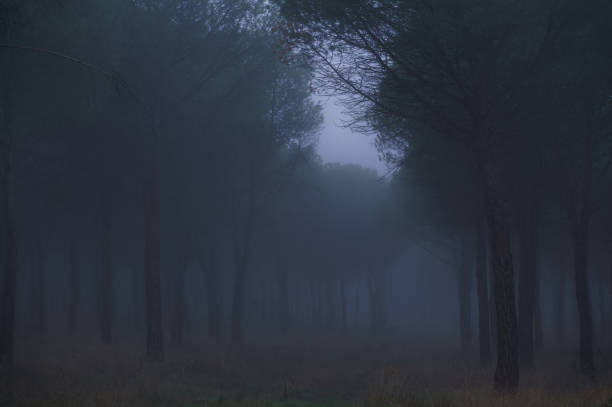 istock forest, trees, branches, autumn, nature, landscape, view, flora, cloudy, spain, 2167373022