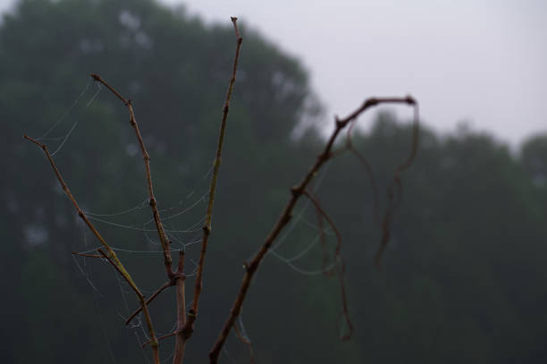 forest autumn spiderweb spider net set on a cloudy day