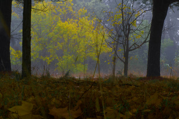 The sun rises in a clearing on a cool morning near a beautiful mixed forest.